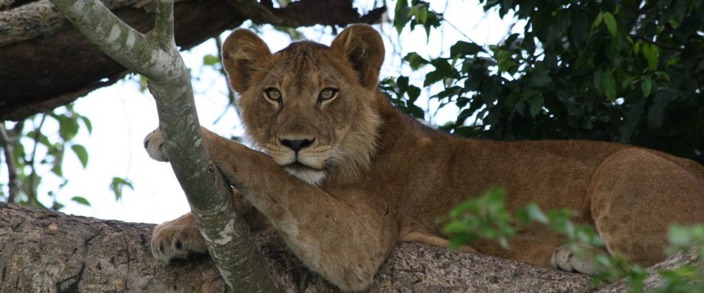 Ishasha-Queen-Elizabeth-tree-lions