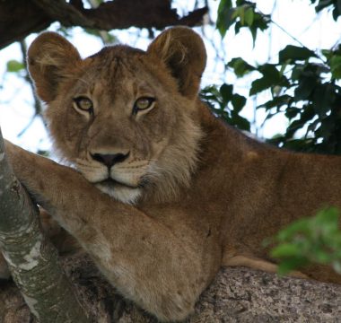 2 Nights / 3 Days Queen Elizabeth National Park Safari 2 Nights / 3 Days Queen Elizabeth National Park Safari