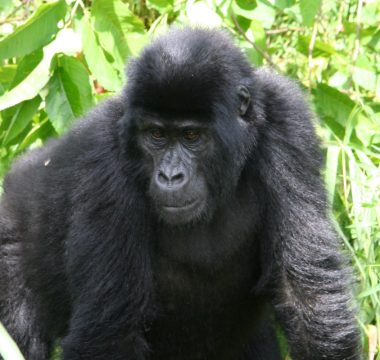 2 Nights/ 3 days Bwindi Gorilla Trekking Safari 2 Nights/ 3 days Bwindi Gorilla Trekking Safari