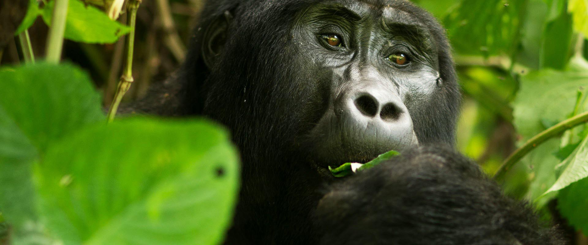 Gorilla and Primate Safaris