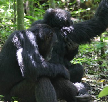 4 Nights / 5 Day Uganda Primate Safari: Chimps and Gorillas 4 Nights / 5 Day Uganda Primate Safari: Chimps and Gorillas