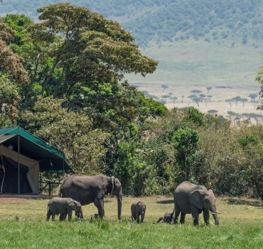3Nights / 4Days Magical Kenya Wildlife Safari 3Nights / 4Days Magical Kenya Wildlife Safari