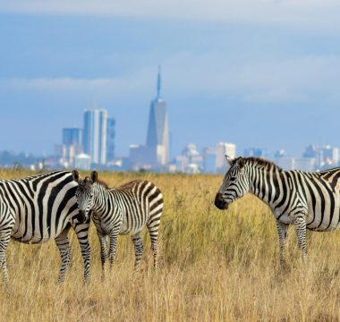 1 Day Nairobi Safari 1 Day Nairobi Safari