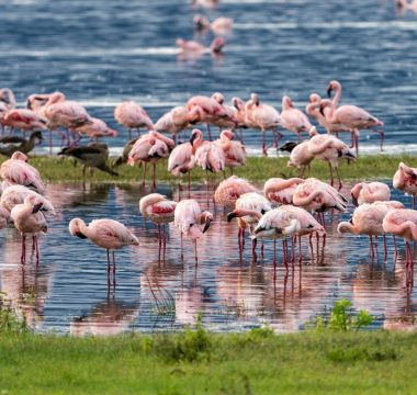 4Days /3Nights Discover the Beauty of Tanzania 4Days /3Nights Discover the Beauty of Tanzania