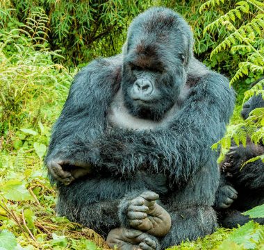 2Nights 3-Day Rwanda Gorilla Trekking Safari 2Nights 3-Day Rwanda Gorilla Trekking Safari