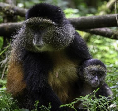 4Nighths / 5Days Gorilla and Golden Monkey Safari in Rwanda 4Nighths / 5Days Gorilla and Golden Monkey Safari in Rwanda